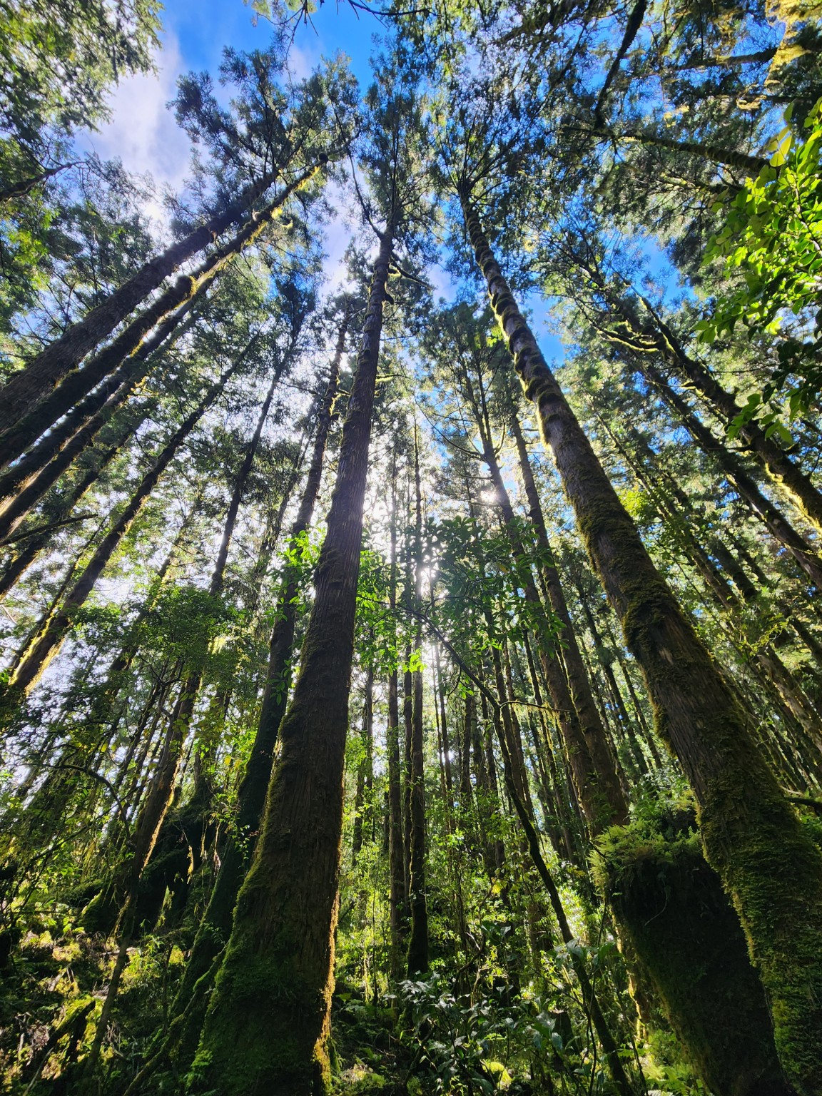 加羅湖｜仰望山林巨木